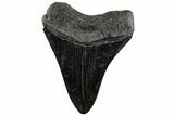 3.65" Fossil Megalodon Tooth - Polished Blade - #200822-1